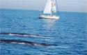 Whale Watching - Whale Watching. ©Souffleurs d'écume Whale Watching - Whale Watching. ©Souffleurs d'écume