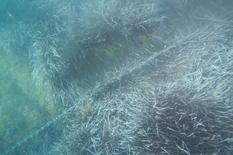 L’herbier de Posidonie - Dégradation de l’herbier de Posidonie - ©Florent Beau Observatoire marin CCSGT