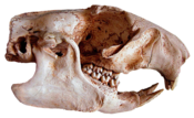 Marmotte - Crâne de marmotte daté du paléolithique, découvert dans la Grotte Saint-Martin. Coll. M.A.P.M.