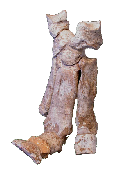Pied de rhinocéros - Pied de rhinocéros trouvé dans la Grotte de l'Observatoire, Musée d'anthropologie préhistorique de Monaco