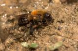 Abeille_Osmia_sp_f_Marguareis - Osmia_sp_f_Marguareis © Matthieu Aubert