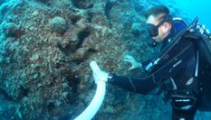 Nettoyage du Tombant par méthode d’aspiration - Zone avant aspiration  - Cleaning of the Spélugues coral reef using suction technique - Before suction