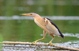 Oiseau migrateur - ©Shutterstock