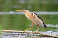Oiseau migrateur - ©Shutterstock Oiseau migrateur - ©Shutterstock