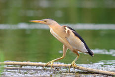 Oiseau migrateur - ©Shutterstock