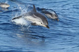 PELAGOS © F. Dhermain / GECEM - PELAGOS © F. Dhermain / GECEM -