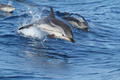 PELAGOS © F. Dhermain / GECEM - PELAGOS © F. Dhermain / GECEM -