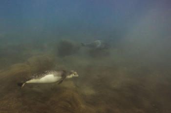 Phoque moine © Monaco Explorations / Olivier Borde. - Phoque moine © Monaco Explorations / Olivier Borde