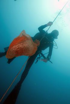 Plongeur nacres - 5 juin 2019 : mise en place des sacs permettant la récupération des juvéniles de grandes nacres - Principauté de Monaco. © Michel Dagnino – Institut océanographique.