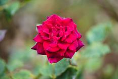 Rose Black Perfumella - Rose Black Perfumella - Prix du Public ©Direction de la Communication – Manuel Vitali