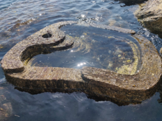 Tide Pool - ©Direction de l’Environnement / L. Aquilina